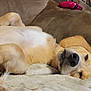 Calypso joined the competition — help win amazing prizes! dog, canine, resting, sleeping, blanket, couch, indoor, pet, fur, nose, paw, collar, relaxation, comfort, home, animal, mammal, closeup, laying_down, domestic