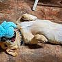 Calypso joined the competition — help win amazing prizes! dog, playful, toy, blue_plush, floor, tile, petting, hand, belly, golden_fur, collar, indoor, happy, mouth_open, tongue_out, paw, cute, domestic_animal, animal, pet