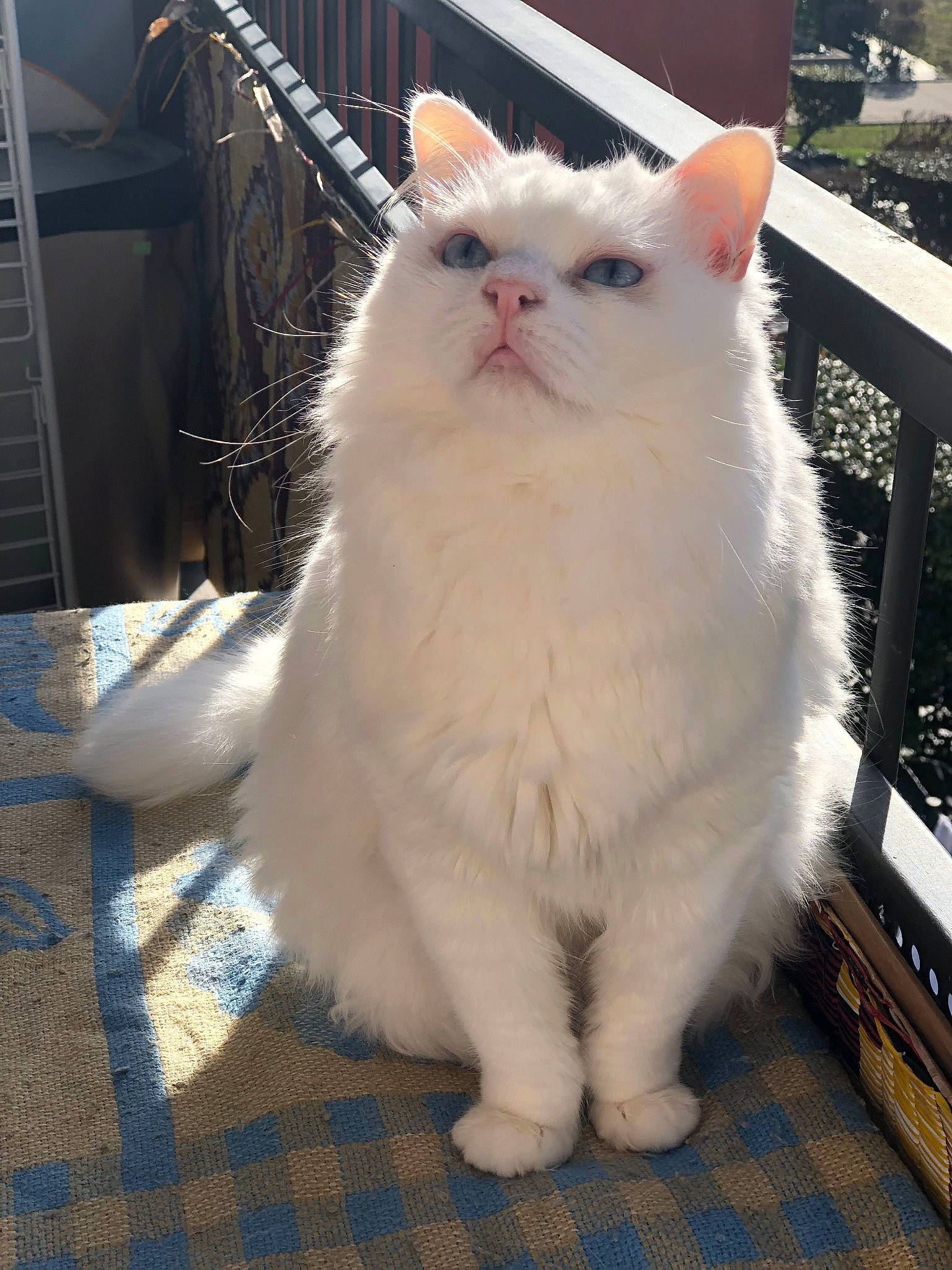 Bidou a rejoint le concours — aidez-le/la à gagner de superbes lots ! carnivore, cat, claw, felidae, flooring, fur, small_to_medium_sized_cats, snout, tail, terrestrial_animal, whiskers