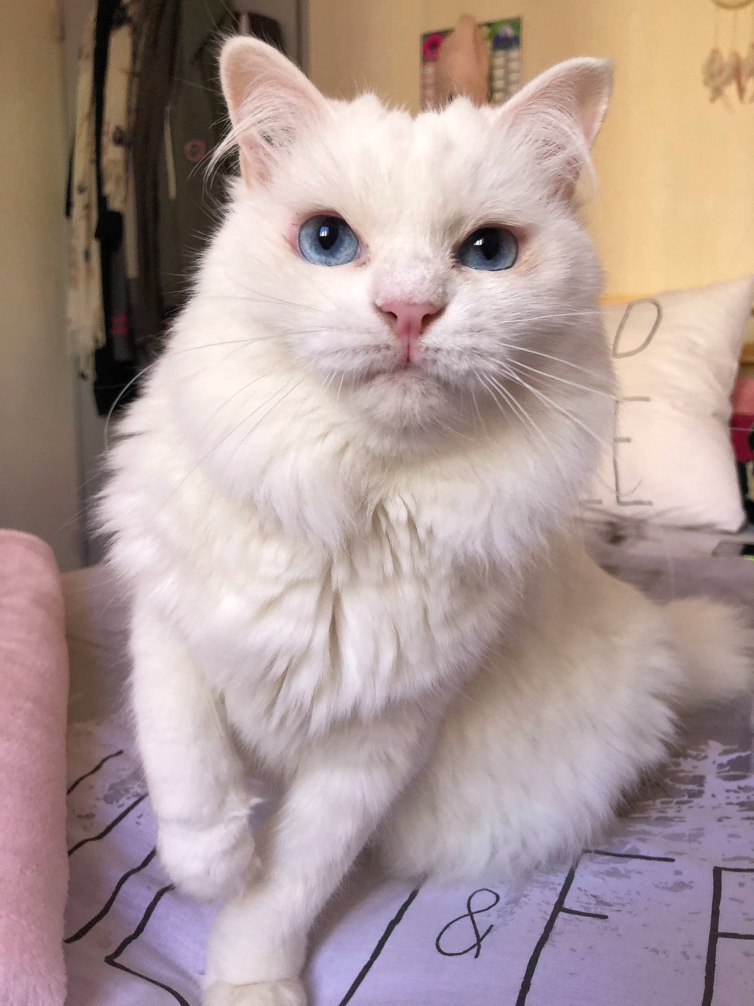 Bidou a rejoint le concours — aidez-le/la à gagner de superbes lots ! carnivore, cat, domestic_short_haired_cat, eye, felidae, fur, paw, pillow, small_to_medium_sized_cats, snout, tail, whiskers, window