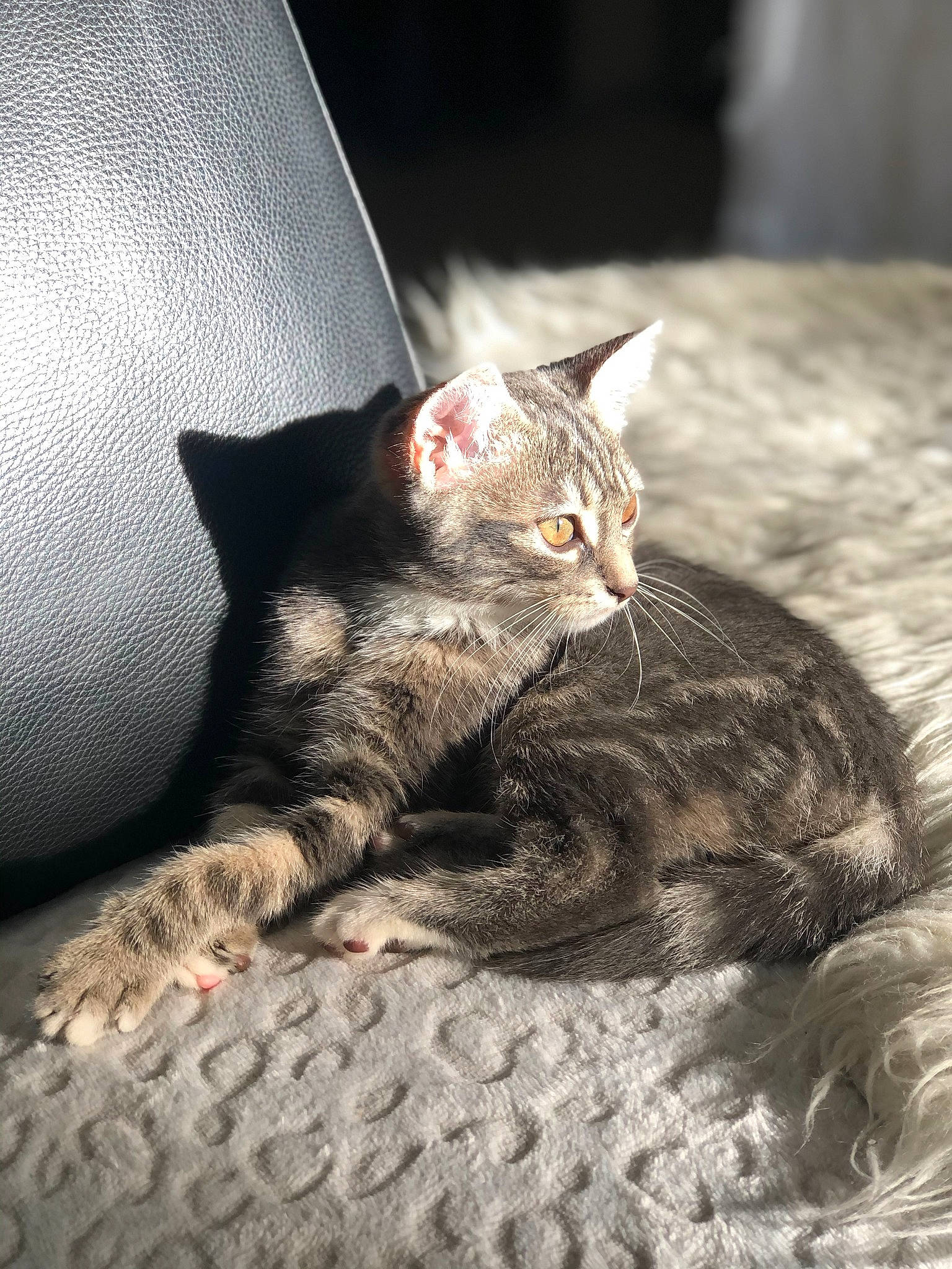 Kira a rejoint le concours — aidez-le/la à gagner de superbes lots ! carnivore, cat, cat_toy, claw, comfort, domestic_short_haired_cat, eye, fawn, felidae, foot, fur, grey, paw, sitting, small_to_medium_sized_cats, snout, tail, terrestrial_animal, whiskers, wildlife