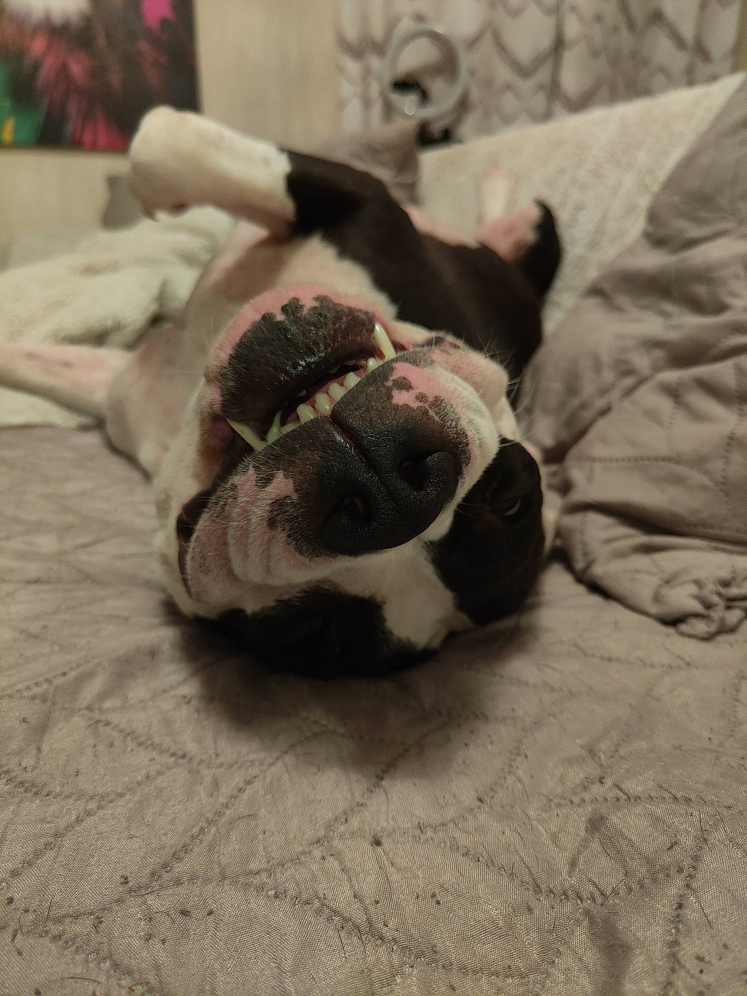 Oscar participe au concours pour gagner de l'argent avec cette photo : carnivore, comfort, companion_dog, dog, dog_breed, eye, fawn, felidae, flooring, grey, human_leg, jaw, linens, small_to_medium_sized_cats, snout, sporting_group, whiskers, wood, working_animal, wrinkle