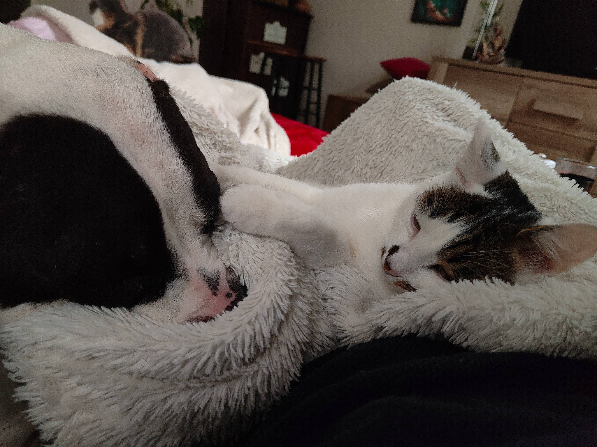 Oscar a rejoint le concours — aidez-le/la à gagner de superbes lots ! bedding, carnivore, cat, claw, comfort, domestic_short_haired_cat, felidae, fur, grey, linens, monochrome, monochrome_photography, nap, paw, picture_frame, room, small_to_medium_sized_cats, snout, tail, whiskers