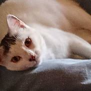 Pretzel joined the competition — help win amazing prizes! cat, white_cat, black_markings, pet, sleeping, relaxed, indoor, soft_surface, animal, feline, closeup, laying_down, cute, whiskers, ears, face, fur, nose, resting, domestic_animal