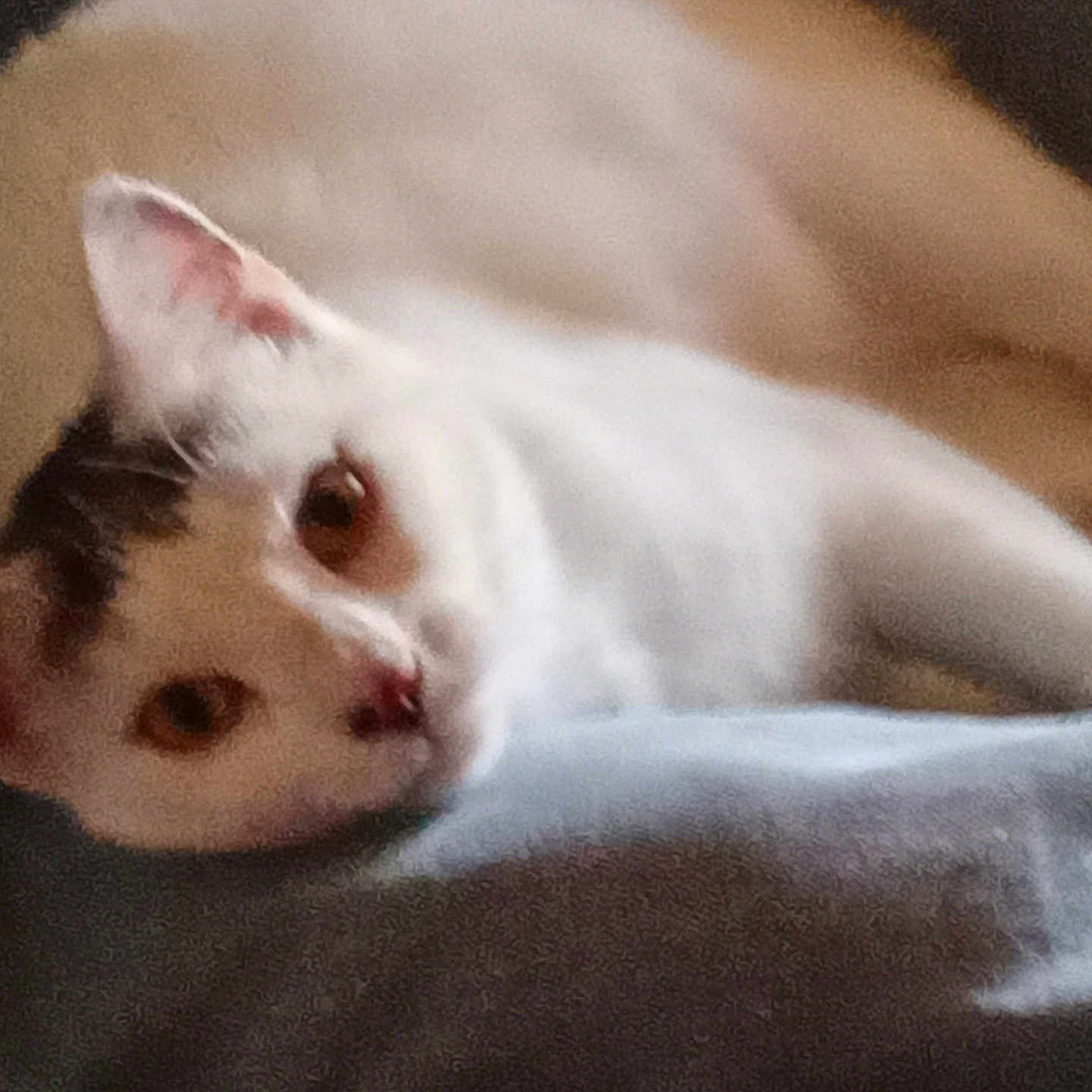 Pretzel joined the competition — help win amazing prizes! animal, black_markings, cat, closeup, cute, domestic_animal, ears, face, feline, fur, indoor, laying_down, nose, pet, relaxed, resting, sleeping, soft_surface, whiskers, white_cat