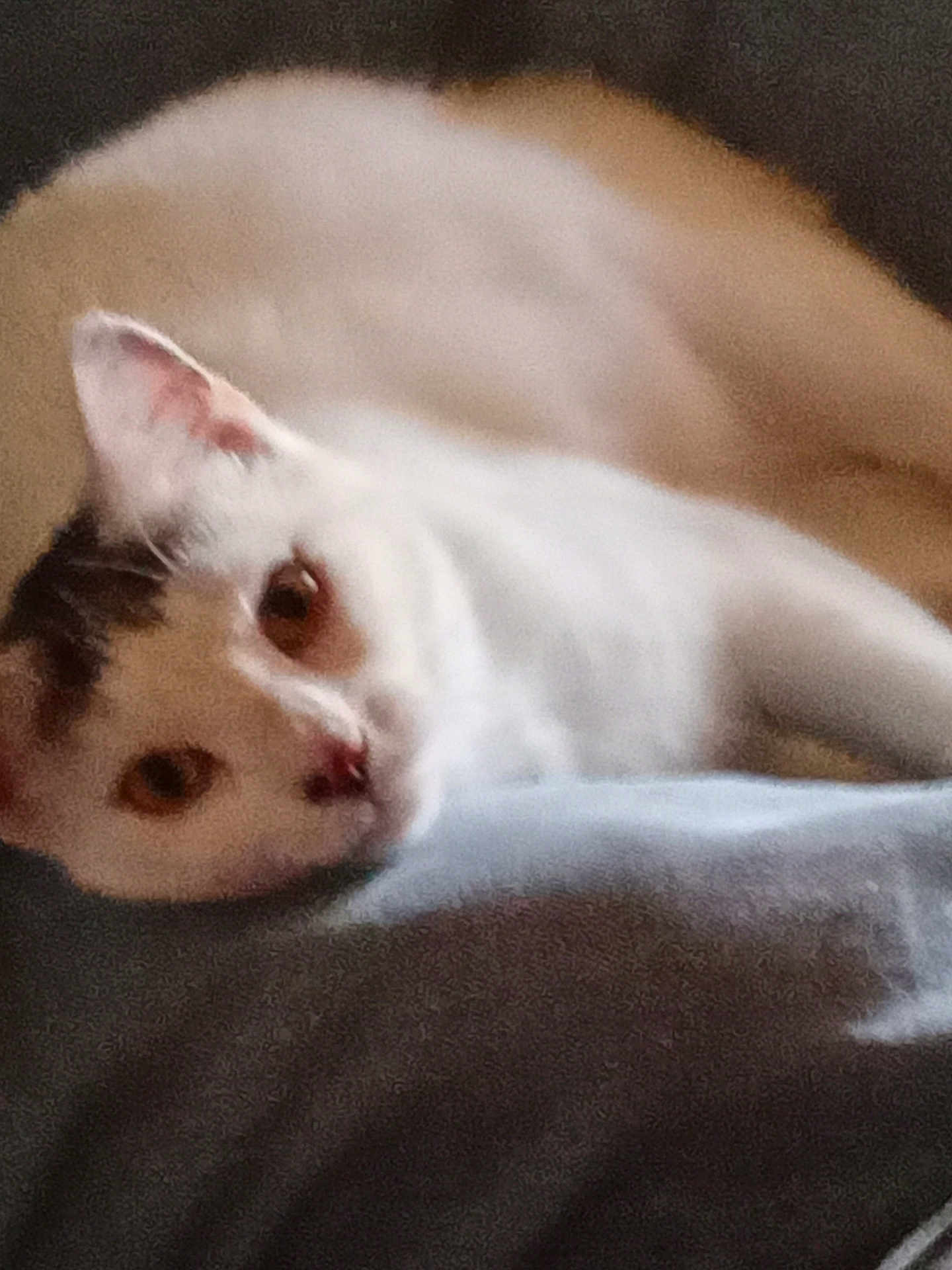 Pretzel joined the competition — help win amazing prizes! cat, white_cat, black_markings, pet, sleeping, relaxed, indoor, soft_surface, animal, feline, closeup, laying_down, cute, whiskers, ears, face, fur, nose, resting, domestic_animal