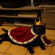 Orion a rejoint le concours — aidez-le/la à gagner de superbes lots ! cat, black_cat, crown, cape, regal, indoor, floor, tile_floor, furniture, cabinet, pet, animal, portrait, lying_down, domestic_cat, cute, costume, king, household, relaxed