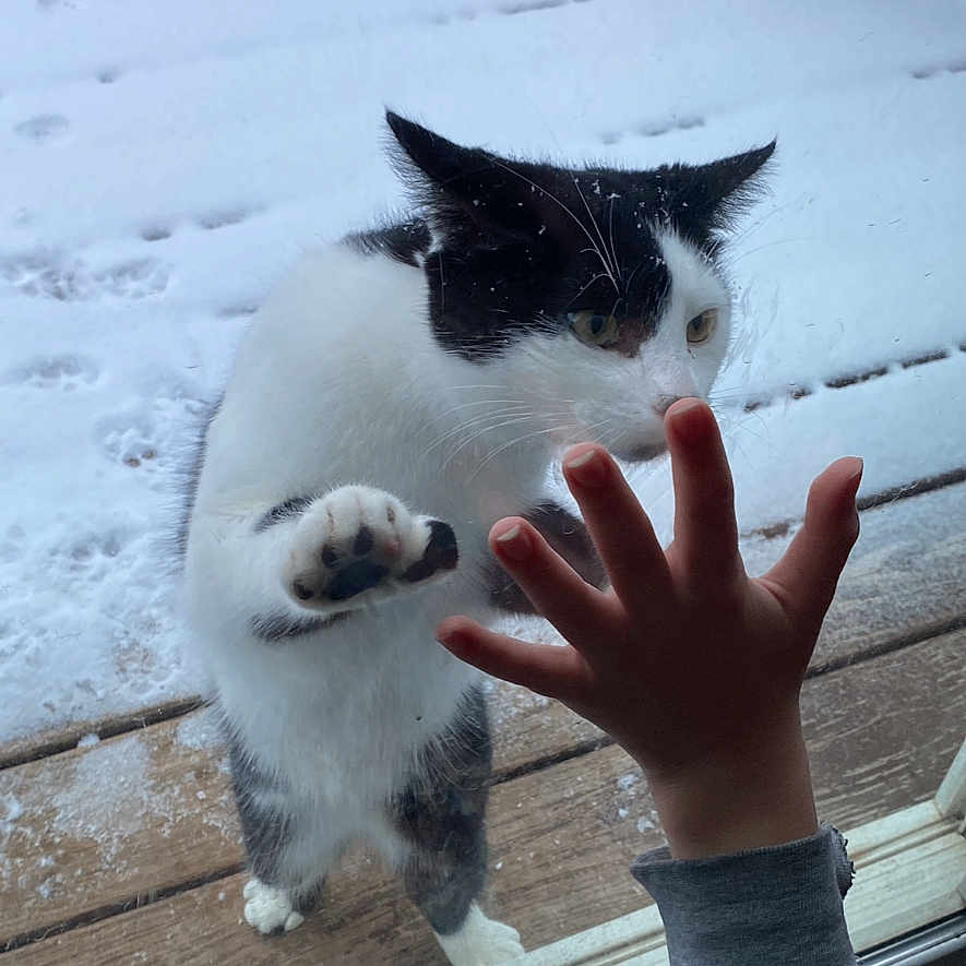 Onyx joined the competition — help win amazing prizes! abyssinian, animal, baby, bodypart, cat, clothing, finger, hand, hardwood, holdinghands, kitten, knitwear, manx, person, pet, plywood, siamese, sweater, wood, wrist