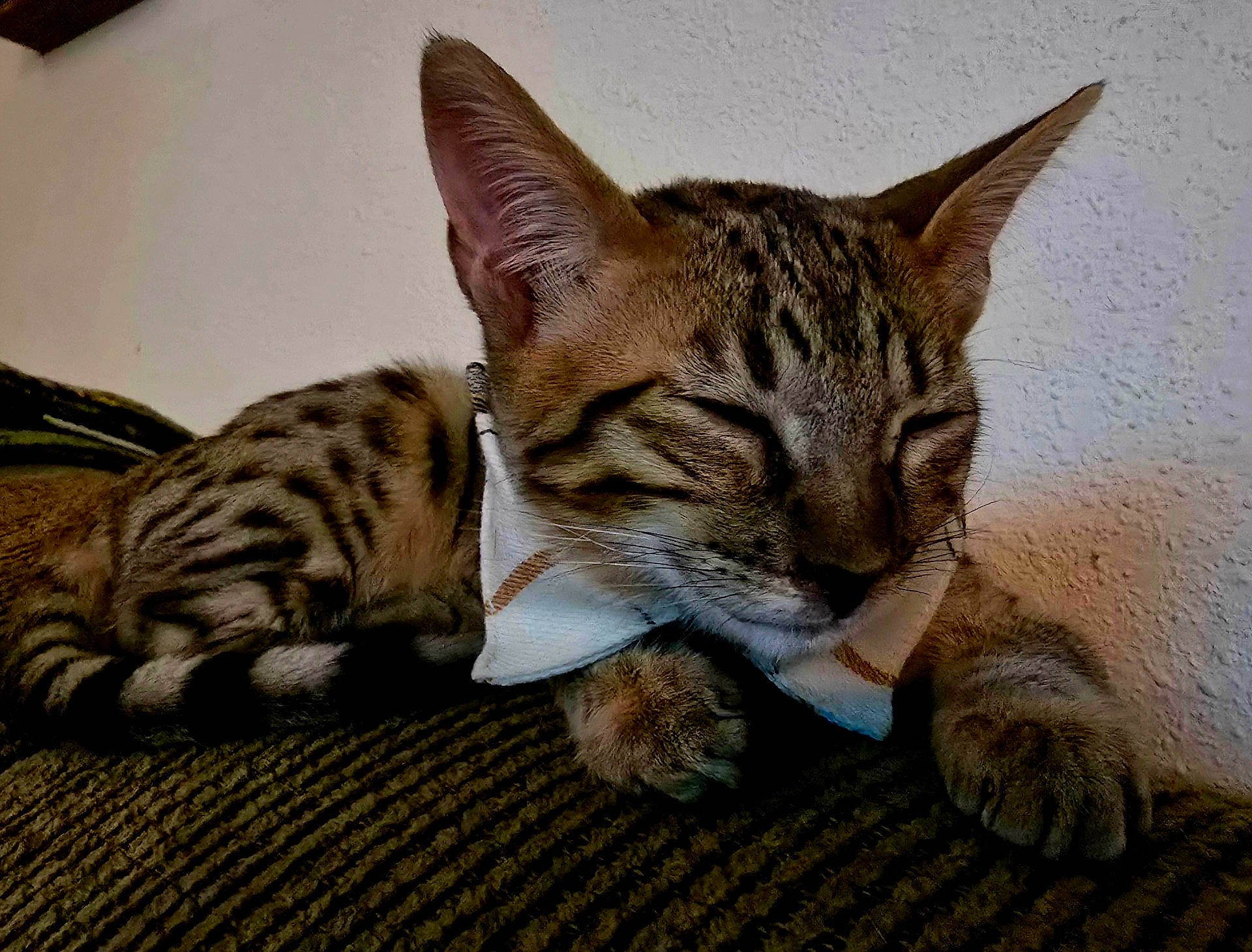 abyssinian, animal, cat, chair, couch, cushion, egyptiancat, furniture, homedecor, kitten, manx, ocelot, person, pet, sleeping