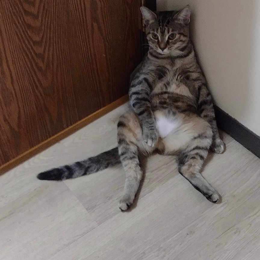 Sissy is registered to the contest to win money with this photo: cat, tabby, sitting, floor, wooden_door, corner, indoor, pet, feline, relaxed, animal, striped, domestic, cute, lazy, looking, resting, funny_pose, quiet, home