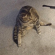 Sissy is registered to the contest to win money with this photo: cat, tabby_cat, carpet, indoor, pet, feline, striped, animal, floor, comb, beige, sitting, looking_away, domestic, cute, lazy, relaxed, home, fur, whiskers