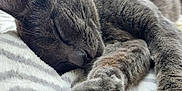 Paco a rejoint le concours — aidez-le/la à gagner de superbes lots ! cat, sleeping, gray_cat, paw, close_up, fur, pet, animal, cozy, blanket, soft_texture, relaxation, indoors, cute, resting, whiskers, pink_paw_pads, feline, comfort, nap