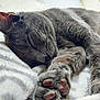cat, sleeping, gray_cat, paw, close_up, fur, pet, animal, cozy, blanket, soft_texture, relaxation, indoors, cute, resting, whiskers, pink_paw_pads, feline, comfort, nap