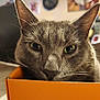cat, gray_cat, animal, pet, box, orange_box, close_up, green_eyes, whiskers, fur, indoor, blurred_background, curious, cute, mischievous, face, ears, nose, resting, domestic_cat