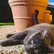 Paco a rejoint le concours — aidez-le/la à gagner de superbes lots ! animal, blue_sky, cat, close_up, daylight, garden, gravel, gray_cat, green_eyes, leaves, nature, outdoor, pet, plant_pot, relaxing, stones, sunlight, tail, terracotta_pot, whiskers