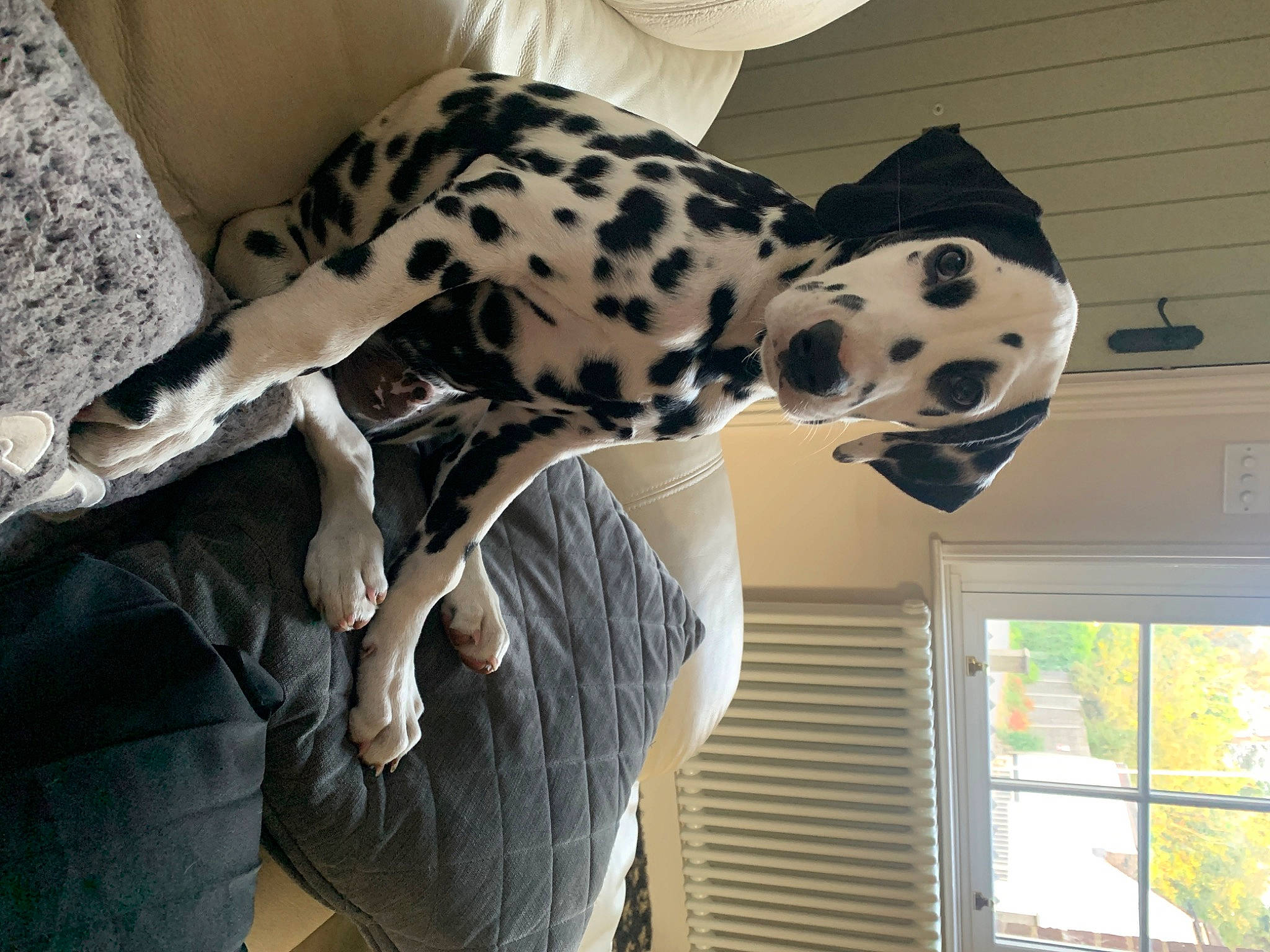 Darwin joined the competition — help win amazing prizes! art, carnivore, comfort, couch, dog, dog_breed, fawn, flooring, giraffidae, human_leg, interior_design, metal, pattern, room, snout, terrestrial_animal, toy, window, wood, working_animal