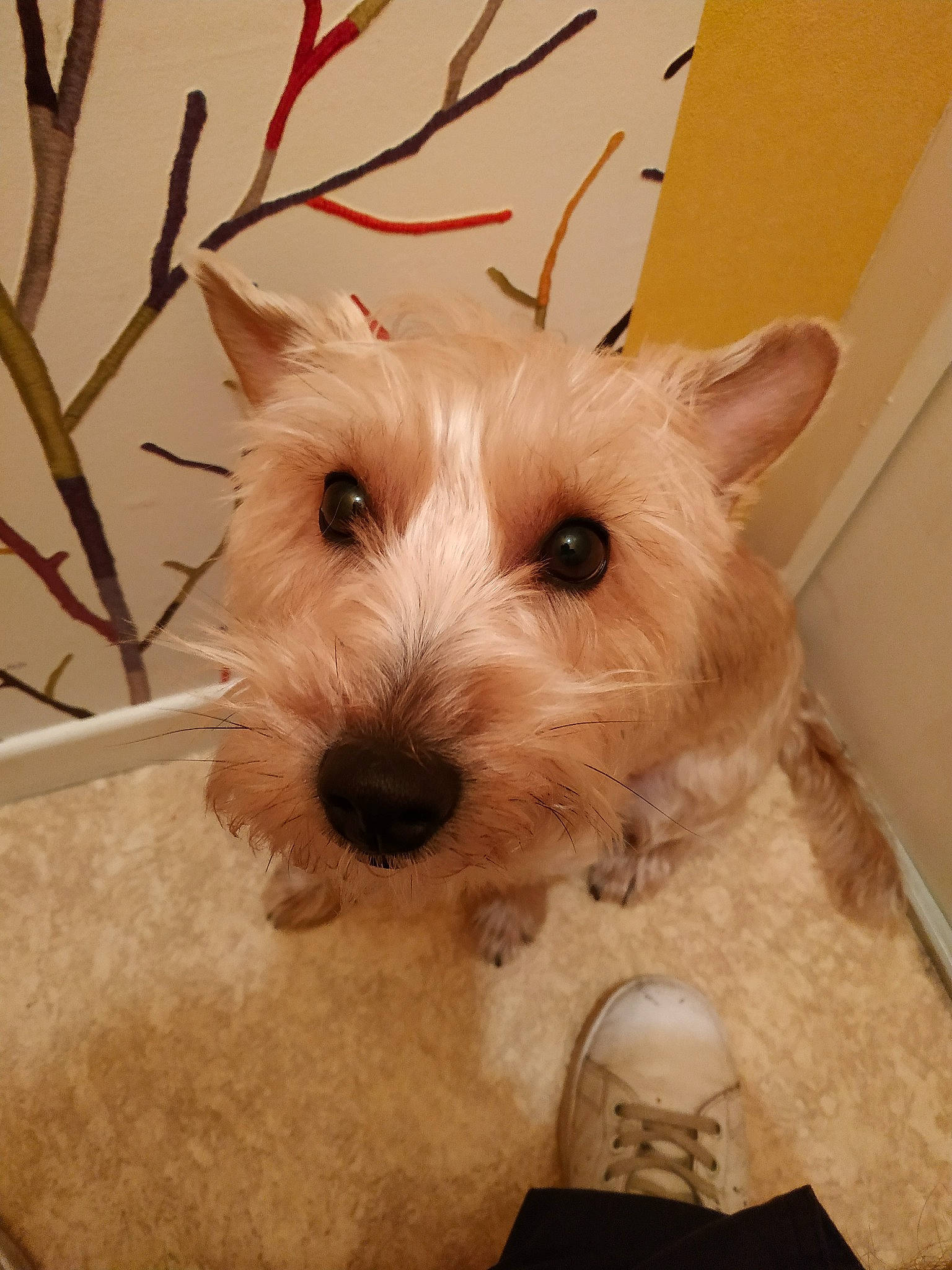 Nuts participe au concours pour gagner de l'argent avec cette photo : cairn_terrier, canidae, carnivore, companion_dog, dog, dog_breed, mammal, norwich_terrier, rare_breed_dog, scottish_terrier, sealyham_terrier, small_terrier, snout, sporting_lucas_terrier, terrier, vertebrate, west_highland_white_terrier