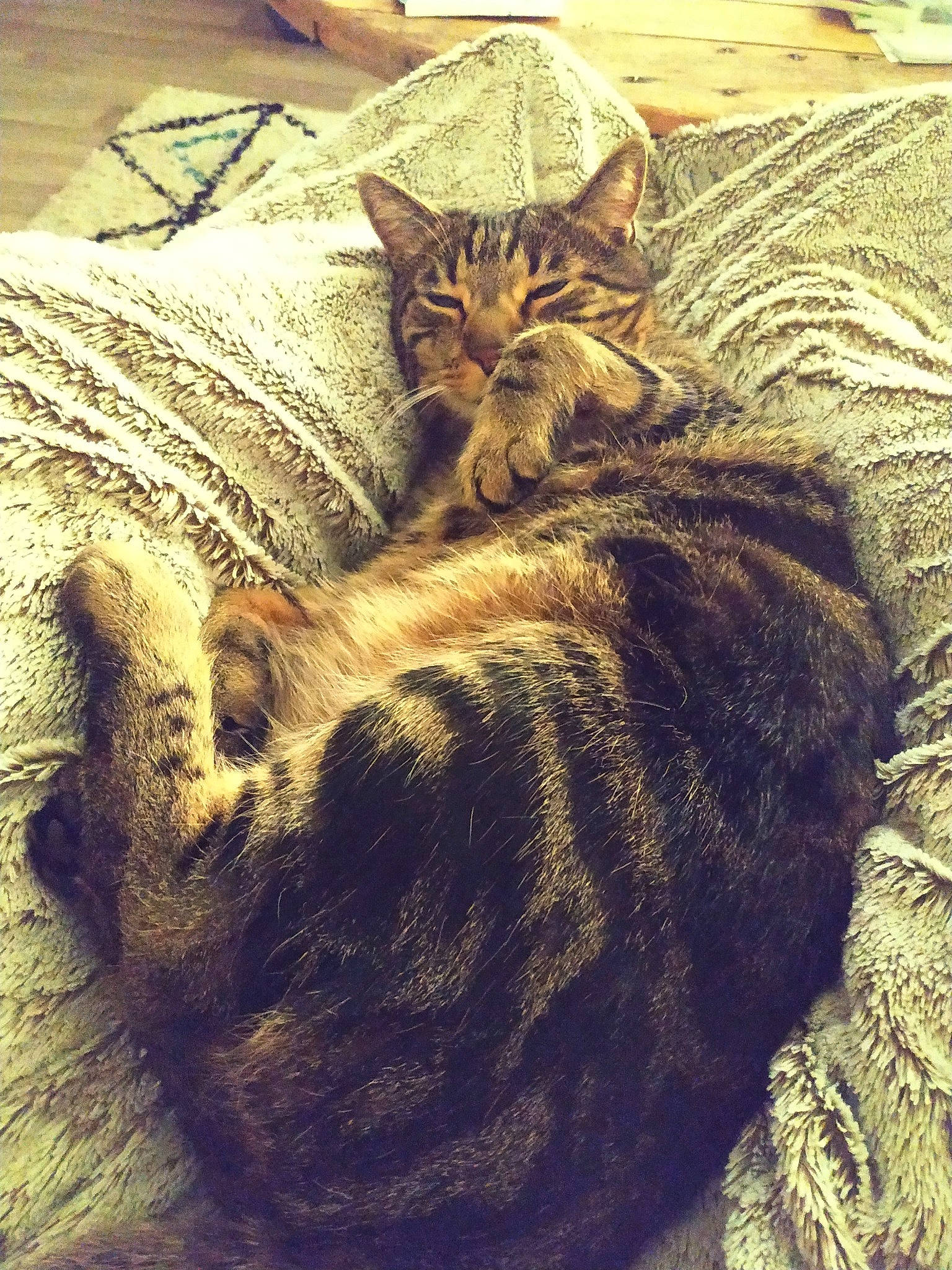 Grisbouille participe au concours pour gagner de l'argent avec cette photo : asian, california_spangled, carnivore, cat, domestic_short_haired_cat, dragon_li, european_shorthair, felidae, fur, kitten, nap, pixie_bob, small_to_medium_sized_cats, tabby_cat, whiskers, wild_cat