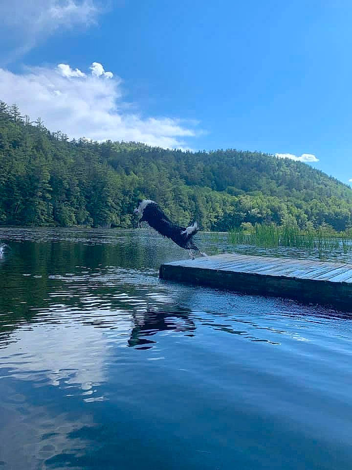 Captain joined the competition — help win amazing prizes! beak, bird, channel, cloud, cumulus, horizon, lake, lake_district, landscape, leisure, mountain, natural_landscape, reservoir, seabird, sky, tree, water, wildlife, wing, wood