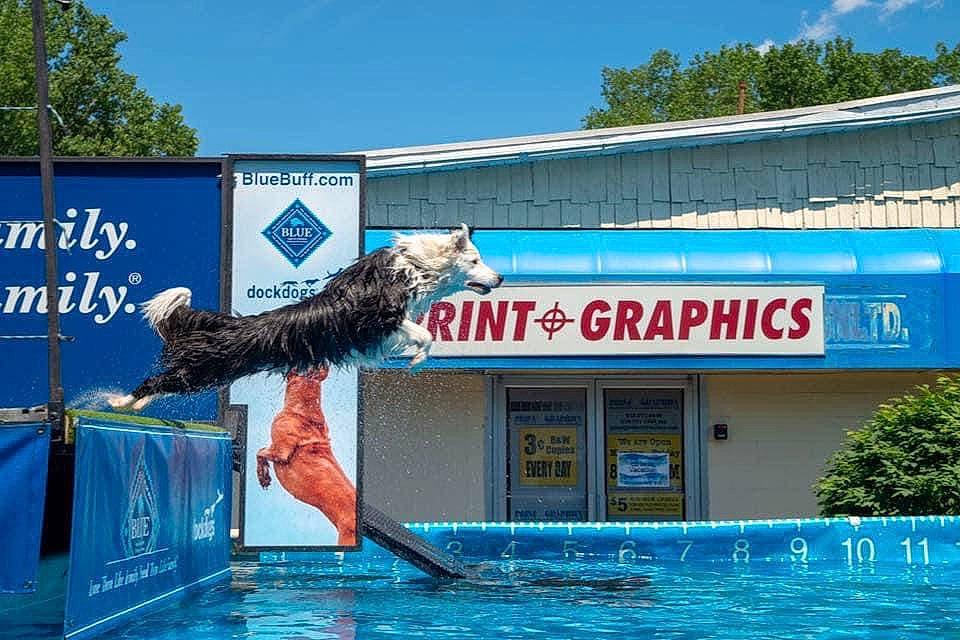 Captain joined the competition — help win amazing prizes! advertising, alligator, art, azure, blue, building, dog, electric_blue, facade, font, leisure, real_estate, recreation, signage, sky, swimming_pool, tail, tree, water, window