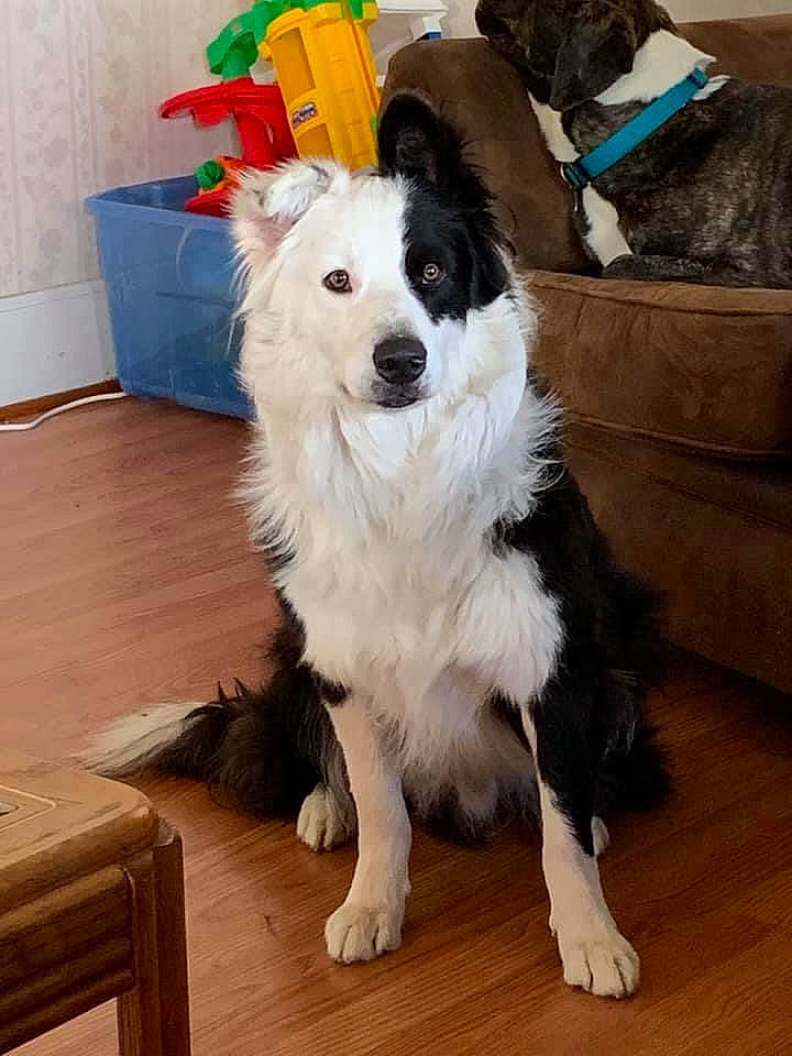 Captain is registered to the contest to win money with this photo: carnivore, collar, companion_dog, dog, dog_breed, dog_collar, dog_supply, floor, flooring, fur, hardwood, pet_supply, plank, sporting_group, varnish, wood, wood_flooring, wood_stain, working_animal, working_dog