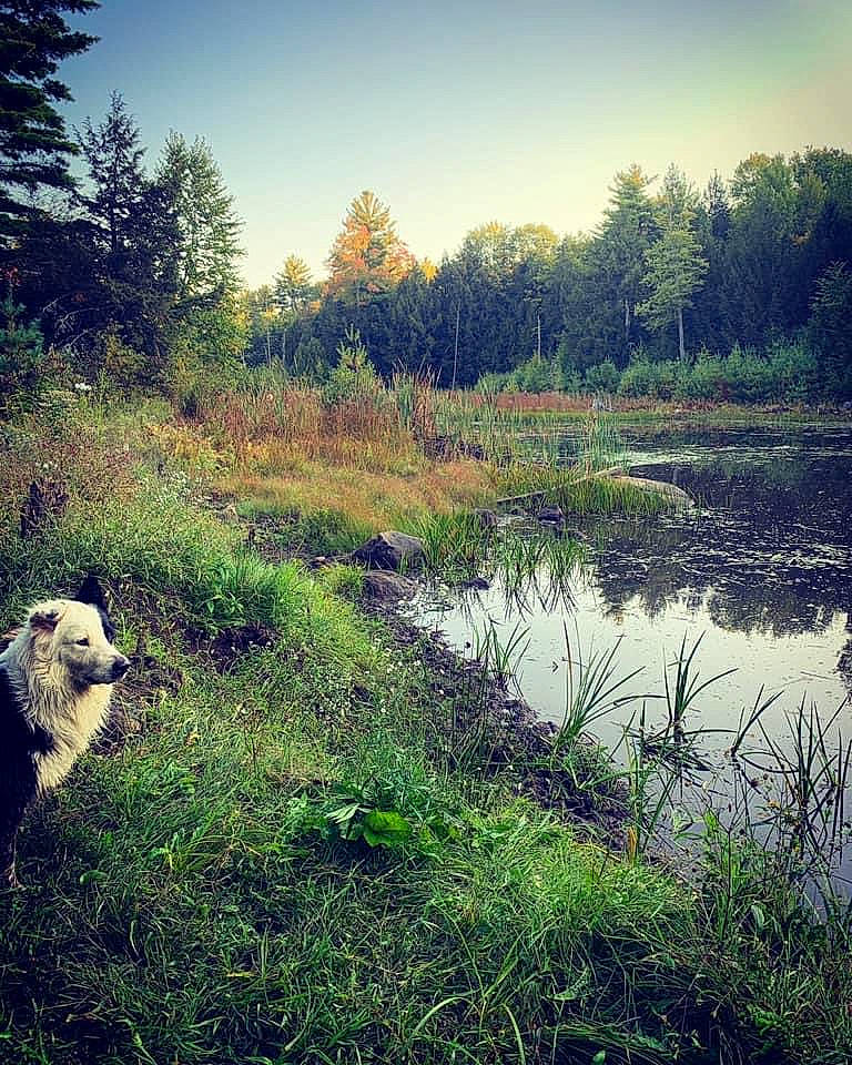 Captain joined the competition — help win amazing prizes! bank, biome, forest, grass, grass_family, grassland, green, horizon, lake, landscape, meadow, natural_environment, natural_landscape, plant, plant_community, riparian_zone, sky, sunlight, tree, water