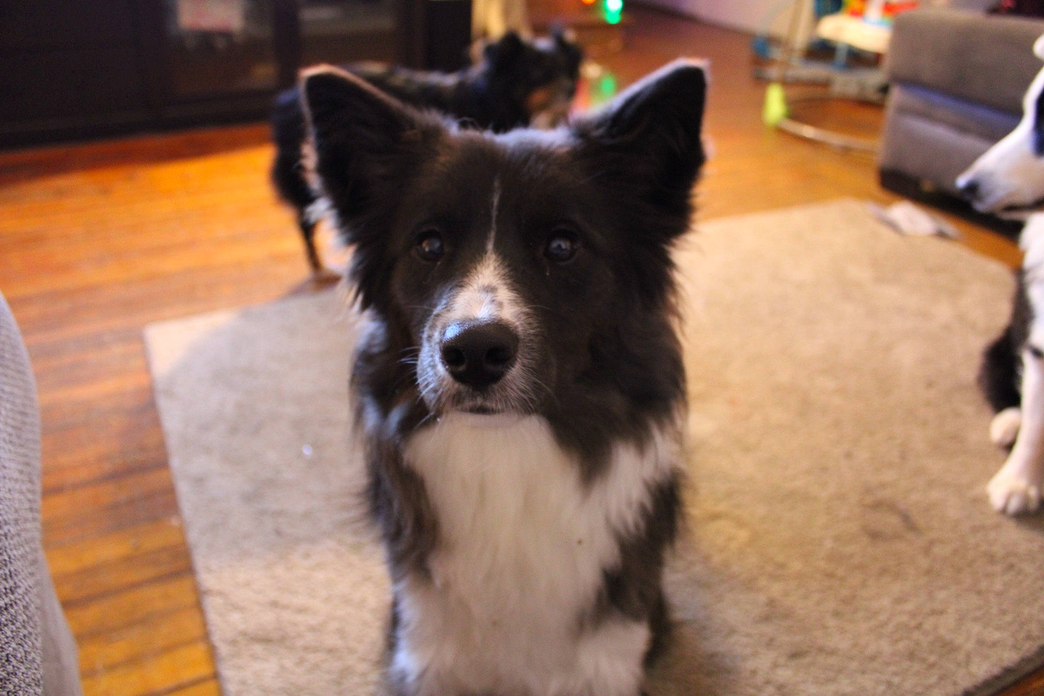 Penny is registered to the contest to win money with this photo: ancient_dog_breeds, australian_collie, border_collie, carnivore, companion_dog, dog, dog_breed, floor, flooring, fur, hardwood, herding_dog, non_sporting_group, sporting_group, television, whiskers, wood, wood_flooring, working_animal, working_dog