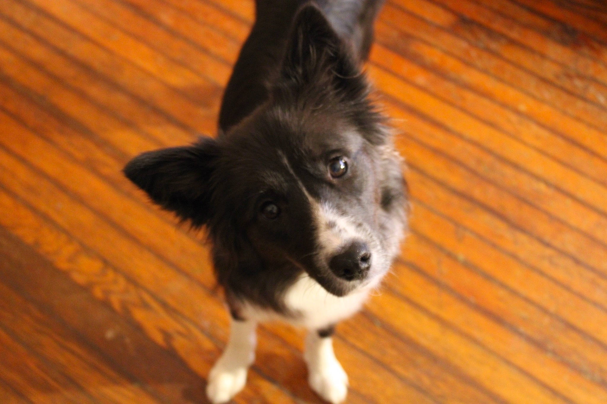 Penny joined the competition — help win amazing prizes! border_collie, companion_dog, dog, dog_breed, floor, flooring, foot, fur, hardwood, herding_dog, laminate_flooring, paw, plank, varnish, whiskers, wood, wood_flooring, wood_stain, working_animal, working_dog