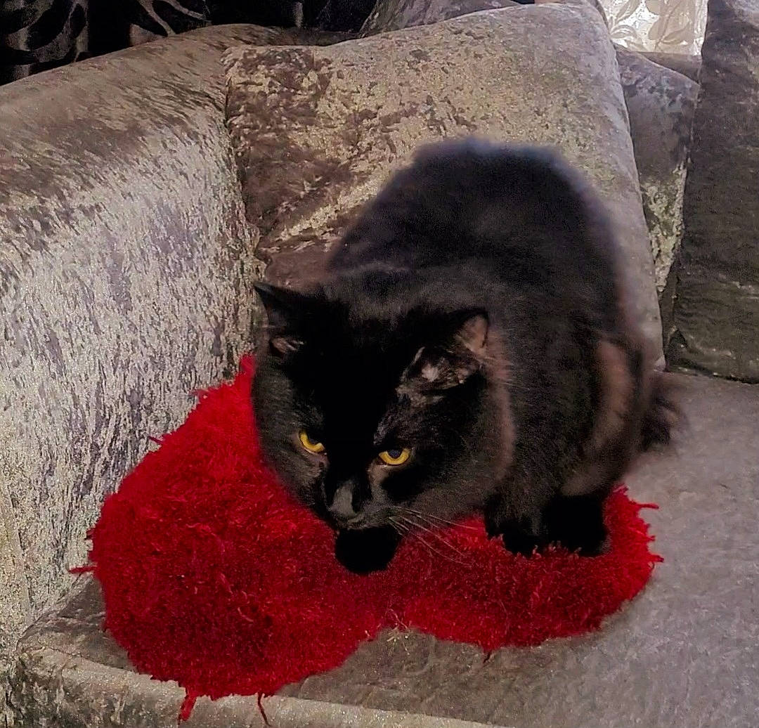 Kevin joined the competition — help win amazing prizes! black_cat, bombay, carnivore, cat, cat_supply, cat_toy, claw, comfort, coquelicot, domestic_short_haired_cat, felidae, fur, grey, paw, plant, small_to_medium_sized_cats, snout, tail, terrestrial_animal, whiskers