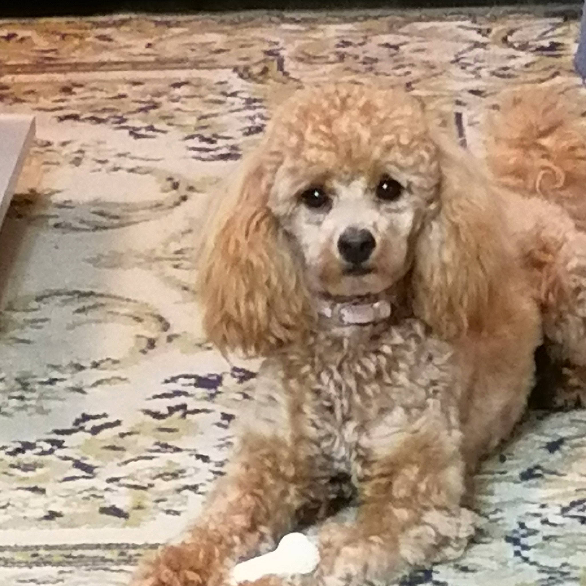 Daisy a rejoint le concours — aidez-le/la à gagner de superbes lots ! american_cocker_spaniel, canidae, carnivore, cockapoo, companion_dog, dog, dog_breed, goldendoodle, maltepoo, mammal, miniature_poodle, non_sporting_group, poodle, poodle_crossbreed, snout, sporting_group, standard_poodle, toy_poodle, vertebrate, water_dog