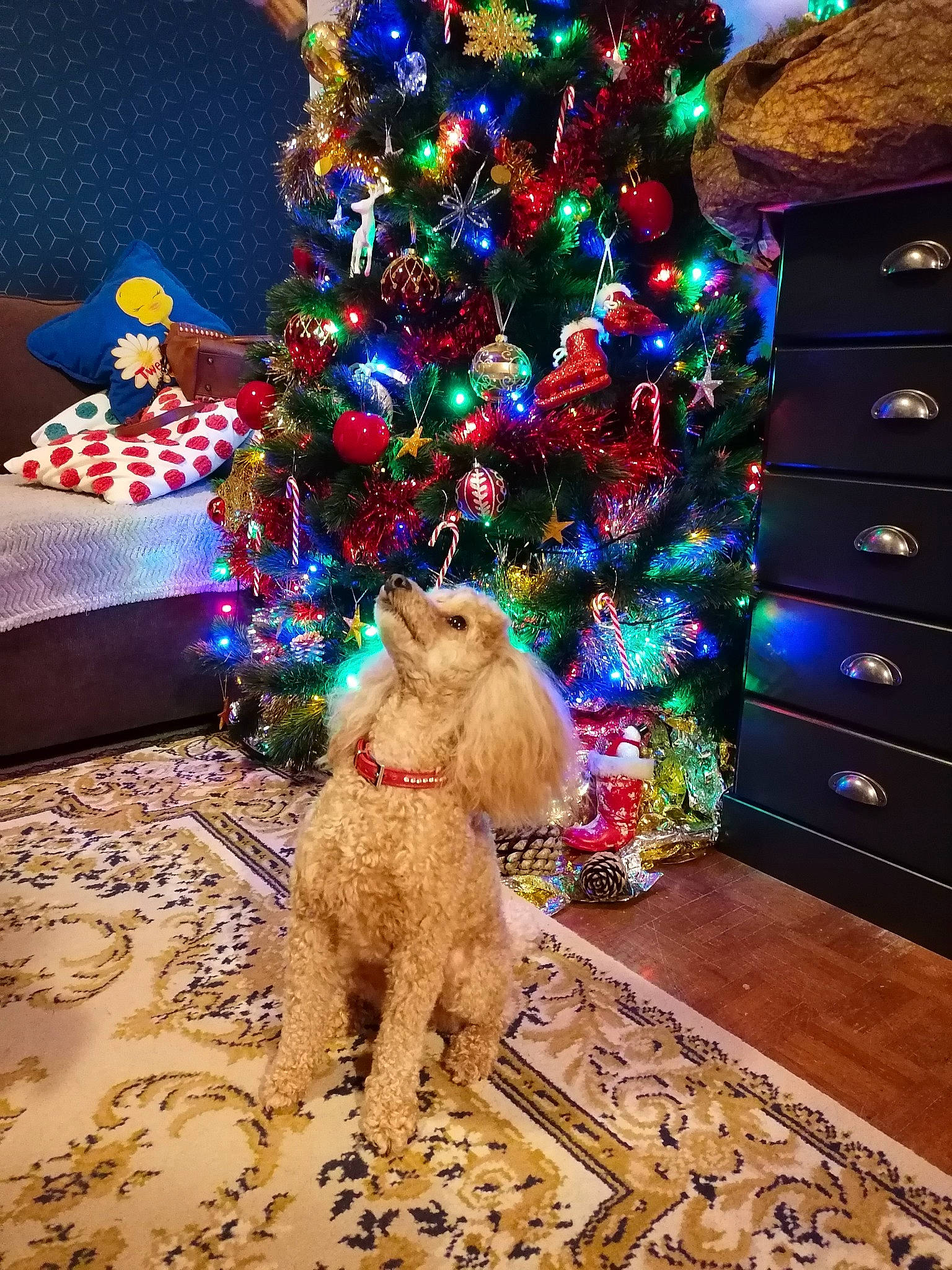 Daisy a rejoint le concours — aidez-le/la à gagner de superbes lots ! blue, carnivore, christmas, christmas_decoration, christmas_ornament, christmas_tree, companion_dog, decoration, dog, event, fawn, green, holiday, holiday_ornament, light, lighting, ornament, photograph, tree, wood