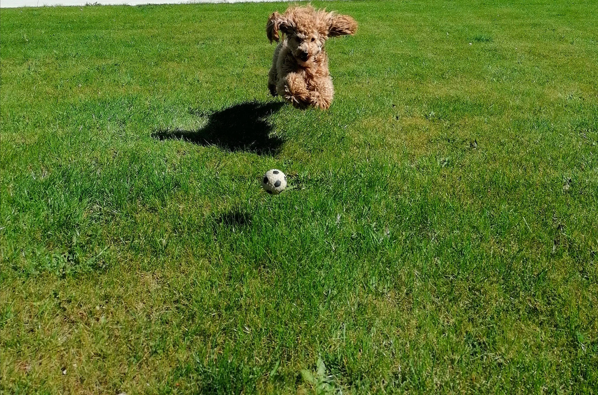 Daisy participe au concours pour gagner de l'argent avec cette photo : art, ball, companion_dog, dog_breed, field, grass, grassland, groundcover, landscape, lawn, pasture, plant, recreation, sheep, shrub, soil, sporting_group, toy, water_dog