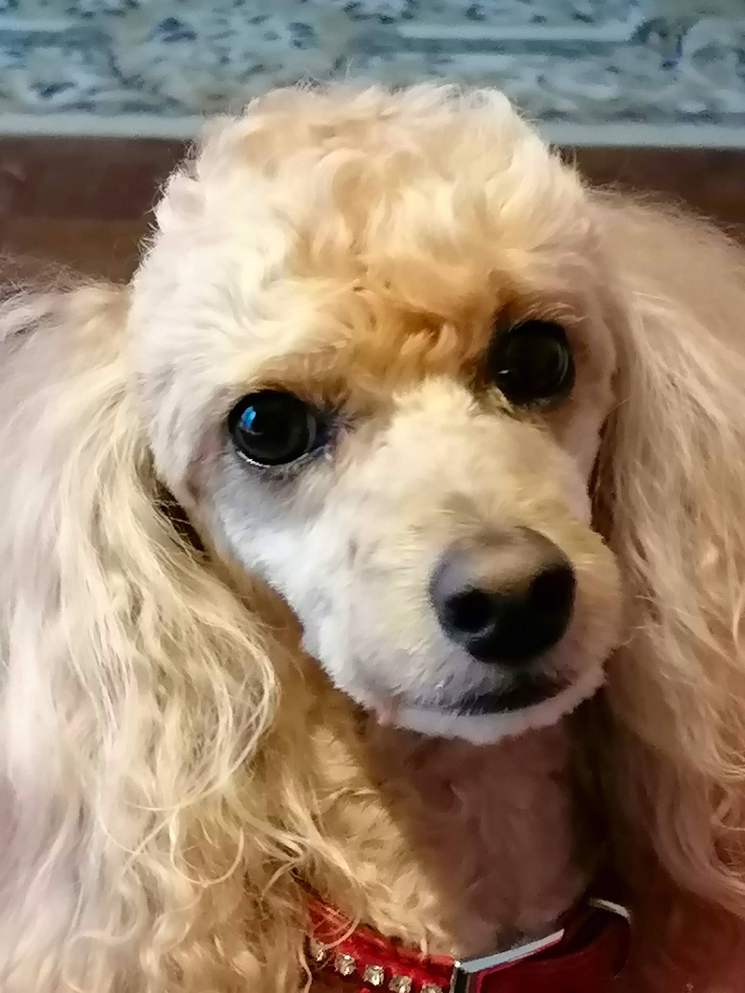 Daisy a rejoint le concours — aidez-le/la à gagner de superbes lots ! canidae, carnivore, collar, companion_dog, dog, dog_breed, dog_collar, dog_supply, event, eye, fur, gun_dog, head, jewellery, maltepoo, snout, sporting_group, toy_dog, water_dog, working_animal