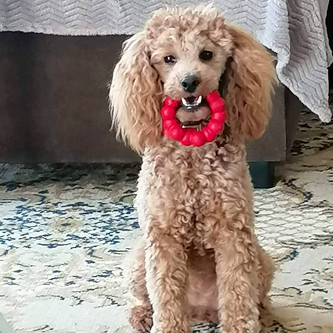 Daisy participe au concours pour gagner de l'argent avec cette photo : canidae, carnivore, collar, companion_dog, dog, dog_breed, dog_collar, dog_supply, flooring, fur, liver, non_sporting_group, pet_supply, poodle, poodle_crossbreed, snout, sporting_group, toy_dog, water_dog, working_animal