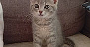 Mimine a rejoint le concours — aidez-le/la à gagner de superbes lots ! kitten, cat, pet, animal, feline, young, cute, sitting, indoor, fur, whiskers, ears, eyes, nose, tail, couch, soft, cozy, home, curious