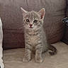 kitten, cat, pet, animal, feline, young, cute, sitting, indoor, fur, whiskers, ears, eyes, nose, tail, couch, soft, cozy, home, curious