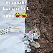 Mimine participe au concours pour gagner de l'argent avec cette photo : kitten, cat, pet, bed, blanket, toy, food_bowl, milk_bowl, floor, sleeping, cozy, indoor, cute, animal, feline, resting, fluffy, small, domestic, comfort