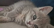 Mimine participe au concours pour gagner de l'argent avec cette photo : animal, beige, blue, cat, closeup, cozy, cute, ears, eyes, feline, fluffy, gray, indoor, kitten, lying_down, pet, resting, soft_texture, whiskers, young