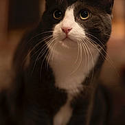 Hootan is registered to the contest to win money with this photo: animal, cat, close_up, companion, curious, cute, domestic_cat, eyes, feline, fur, indoor, mammal, nose, pet, portrait, sitting, soft_lighting, tuxedo_cat, warm_colors, whiskers
