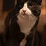 animal, cat, close_up, companion, curious, cute, domestic_cat, eyes, feline, fur, indoor, mammal, nose, pet, portrait, sitting, soft_lighting, tuxedo_cat, warm_colors, whiskers