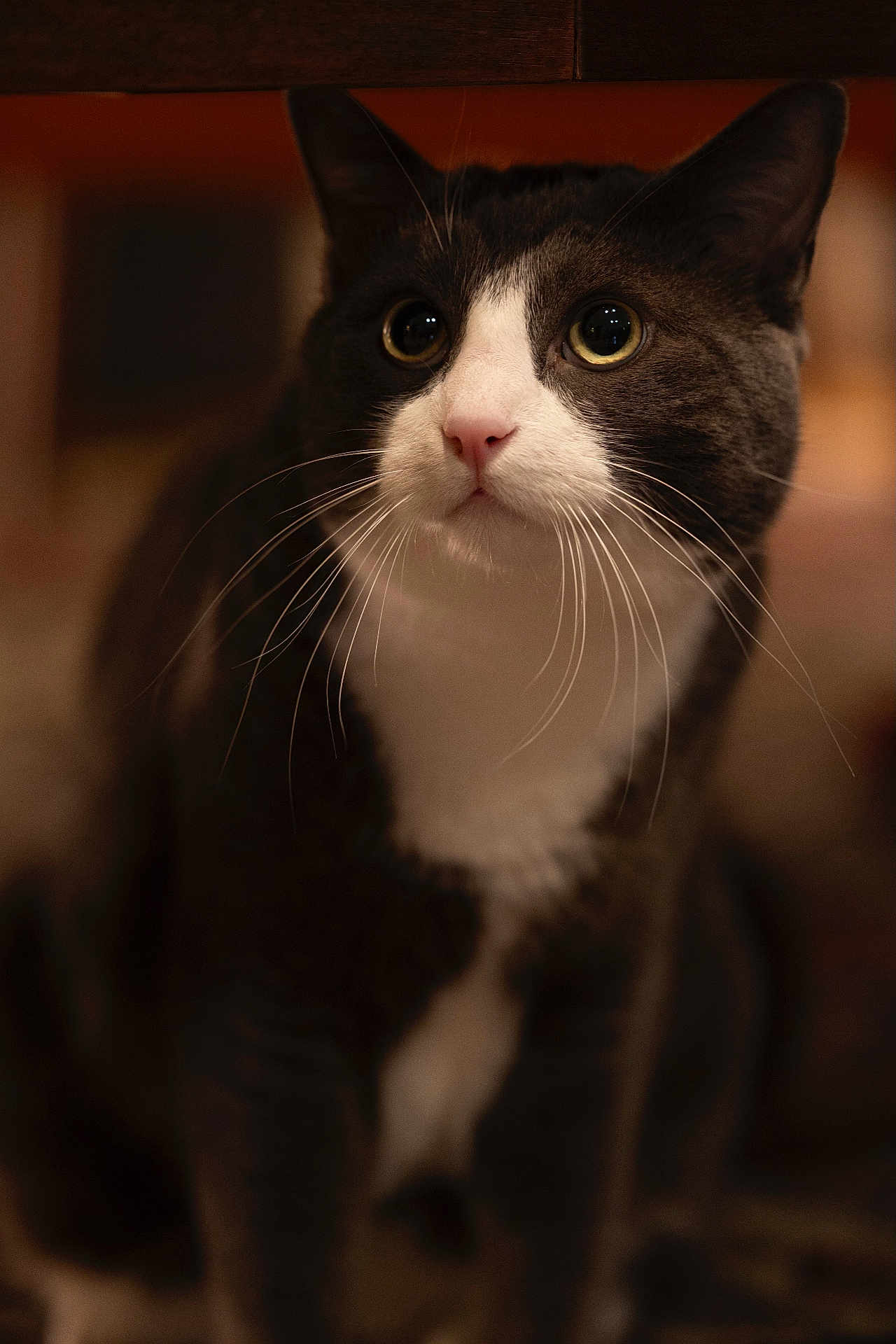 Hootan is registered to the contest to win money with this photo: animal, cat, close_up, companion, curious, cute, domestic_cat, eyes, feline, fur, indoor, mammal, nose, pet, portrait, sitting, soft_lighting, tuxedo_cat, warm_colors, whiskers