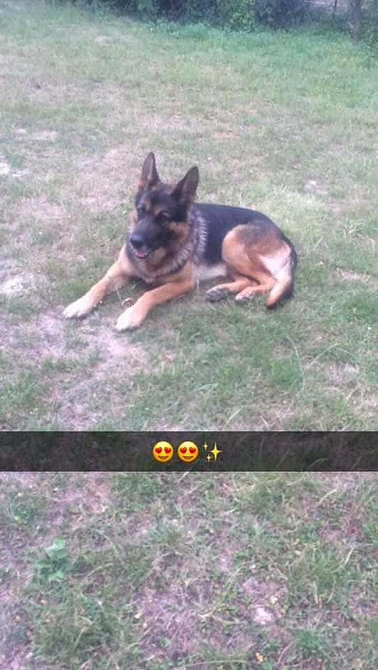 Dick participe au concours pour gagner de l'argent avec cette photo : belgian_shepherd_malinois, canidae, carnivore, dog, dog_breed, east_european_shepherd, fawn, german_shepherd_dog, herding_dog, king_shepherd, kunming_wolfdog, mammal, old_german_shepherd_dog, police_dog, vertebrate, working_dog