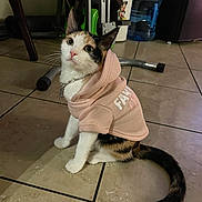 Hennessy is registered to the contest to win money with this photo: cat, calico_cat, hoodie, pink_hoodie, pet, indoor, tiled_floor, sitting, collar, necklace, big_eyes, tail, cute, looking_up, chair_leg, water_dispenser, exercise_equipment, home_interior, floor_tile, small_pet