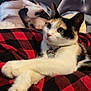 Hennessy is registered to the contest to win money with this photo: cat, calico_cat, pet, feline, paws, blanket, plaid, red_and_black, heart_background, collar, bell, green_eyes, whiskers, indoor, cozy, portrait, close_up, resting, soft_fur, bed