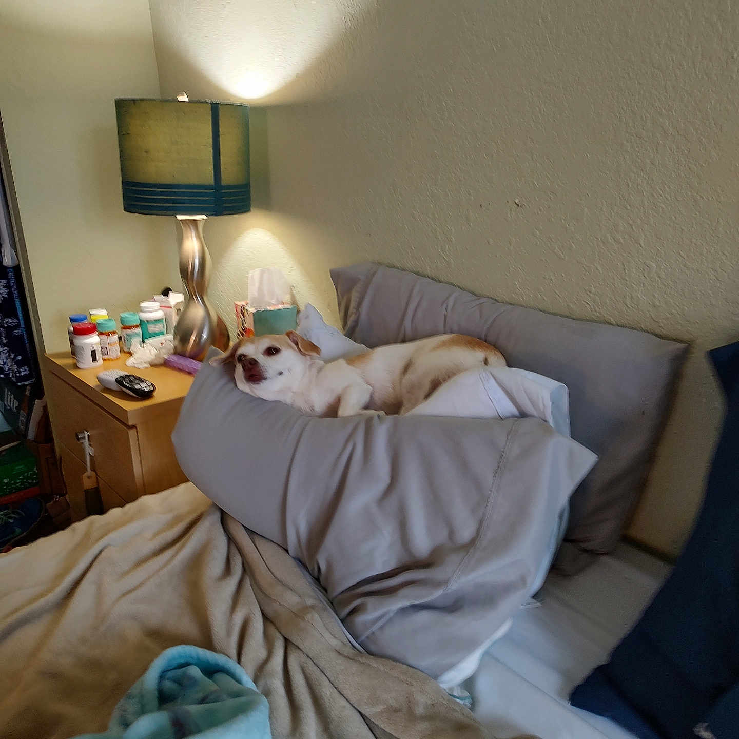 Missy joined the competition — help win amazing prizes! bed, bedroom, blanket, bottle, comfort, cozy, dog, furniture, household, indoor, lamp, lighting, pet, pillow, relaxation, remote_control, resting, sleepy, table, wall