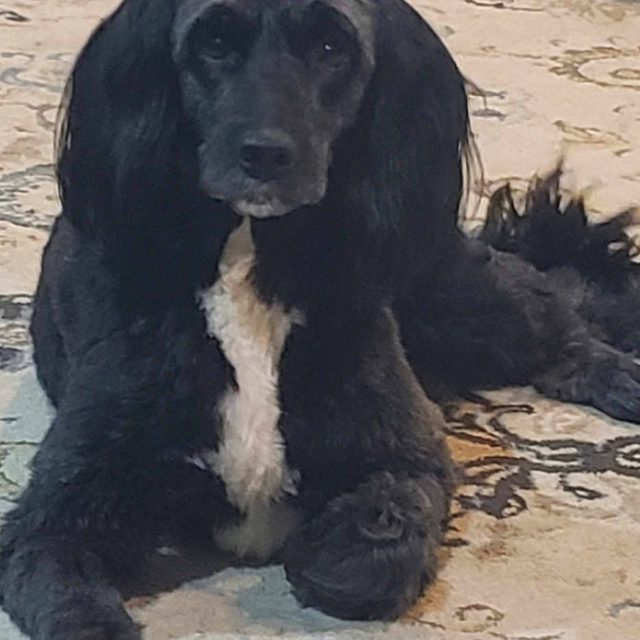 Shyla joined the competition — help win amazing prizes! animal, black_dog, calm, canine, companion, dog, floor, fur, home, indoor, long_ears, looking, lying_down, mammal, patterned_rug, paw, pet, relaxed, rug, white_chest