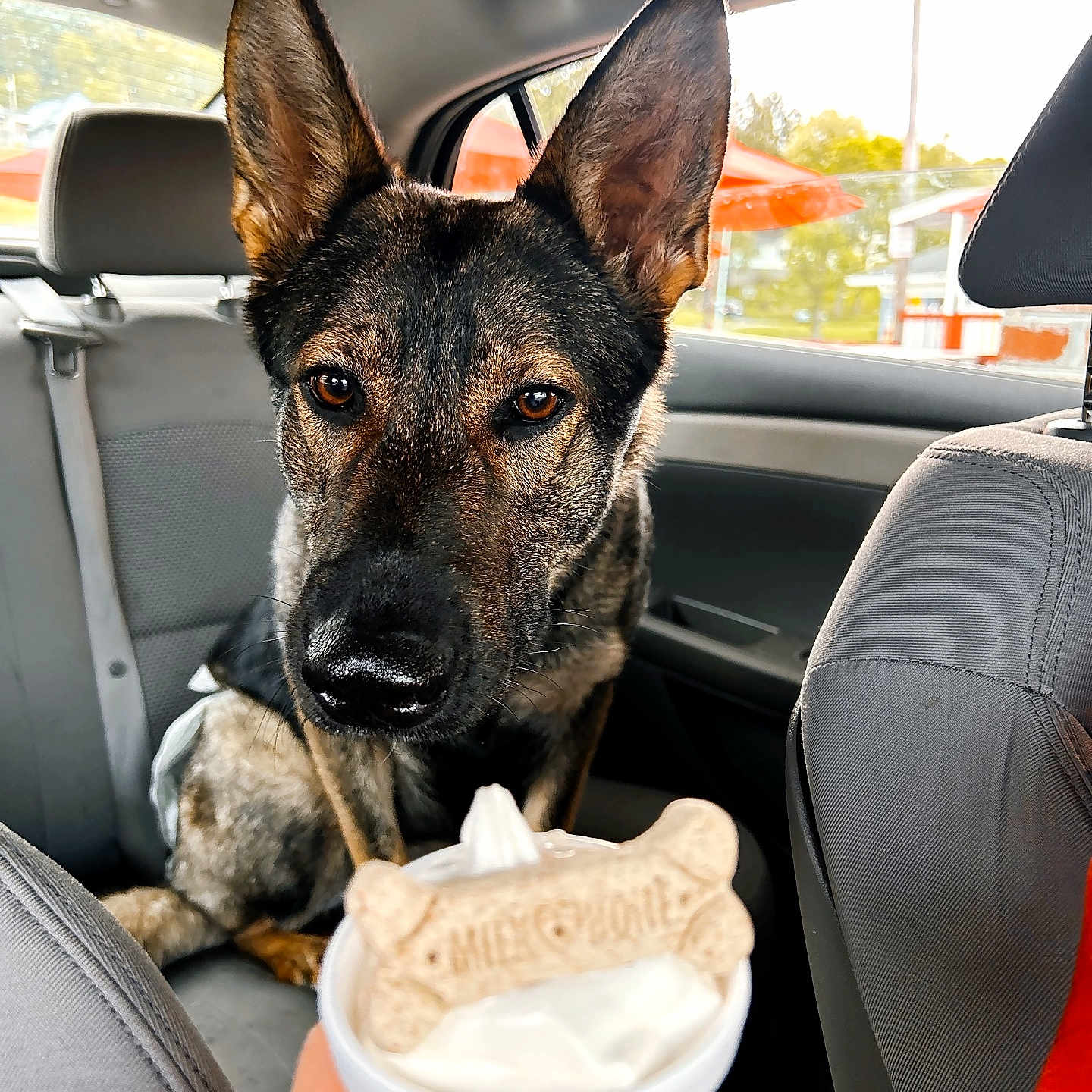 Nova joined the competition — help win amazing prizes! animal, beverage, canine, chair, cream, cup, cushion, dessert, disposablecup, dog, food, furniture, germanshepherd, homedecor, icecream, icing, milk, pet, puppy, softserveicecream