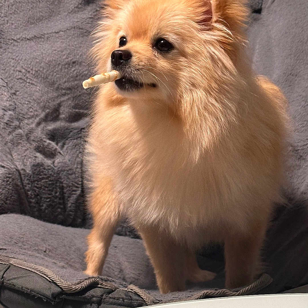 Luna joined the competition — help win amazing prizes! animal, canine, chair, chew_stick, companion, cozy, curious, cute, dog, domestic, fluffy, furniture, gray, indoor, marble, pet, pomeranian, small_dog, table, treat