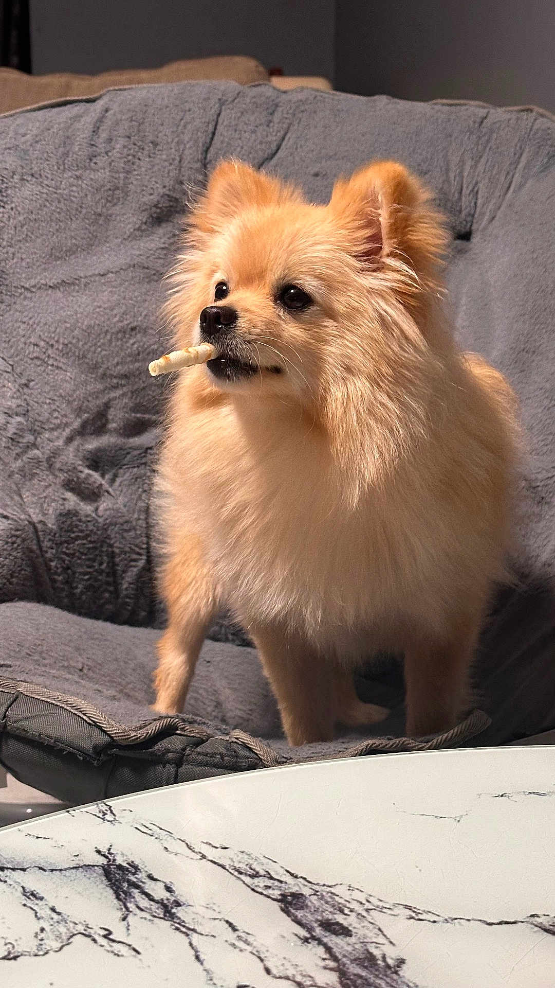 Luna joined the competition — help win amazing prizes! dog, pomeranian, fluffy, pet, indoor, chair, gray, treat, chew_stick, furniture, table, marble, curious, cute, animal, canine, companion, cozy, small_dog, domestic
