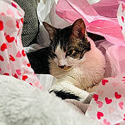 Libi is registered to the contest to win money with this photo: cat, tissue_paper, pink, white, hearts, cozy, fur, pet, resting, indoor, closeup, soft, comfort, relaxed, animal, cute, domestic, laying, whiskers, ears